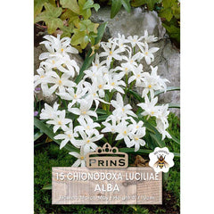 Chionodoxa luciliae Alba 'Glory of the Snow'  (15 bulbs) image 0