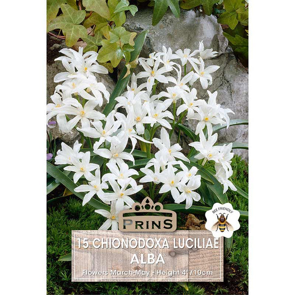 Chionodoxa luciliae Alba 'Glory of the Snow'  (15 bulbs) image 0