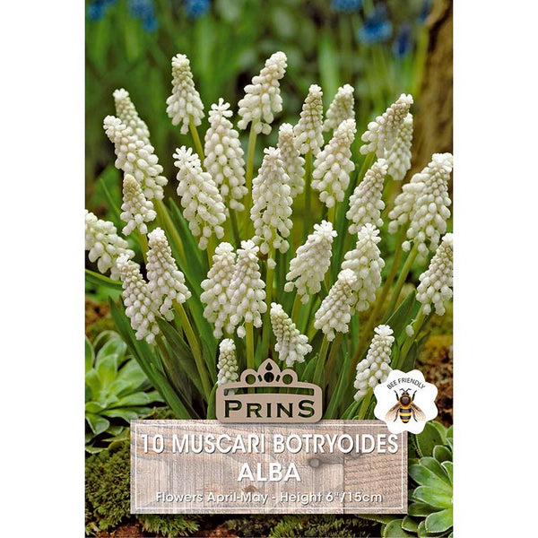Muscari Botryoides Alba (10 Bulbs) image 0