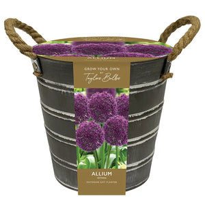 Outdoor Allium 'Ostara' Gift Bucket Planter image 0