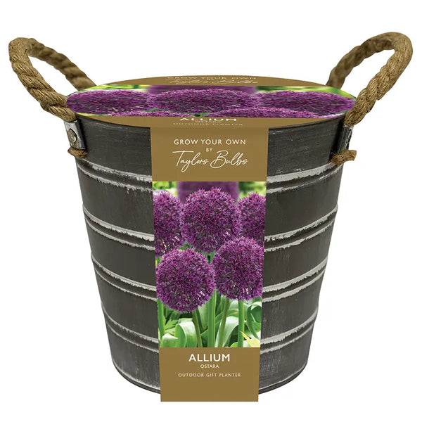 Outdoor Allium 'Ostara' Gift Bucket Planter image 0