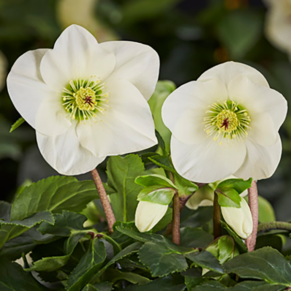 Helleborus 'HGC Linda' (3 litre pot) image 0