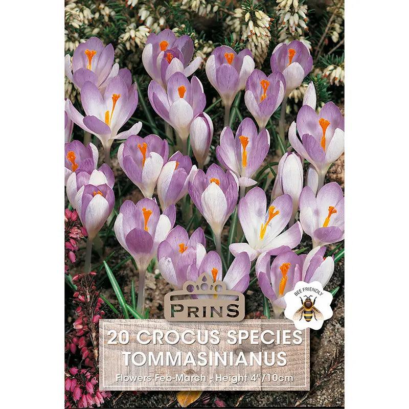 Crocus tommasinianus (20 bulbs) image 0