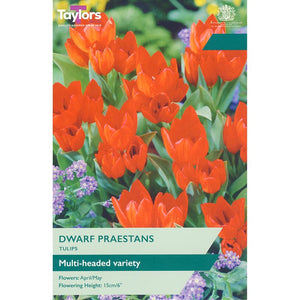 Tulip ‘Dwarf Praestans’ (12 Bulbs) image 0