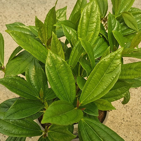 Viburnum davidii (3-Litre Pot) image 0