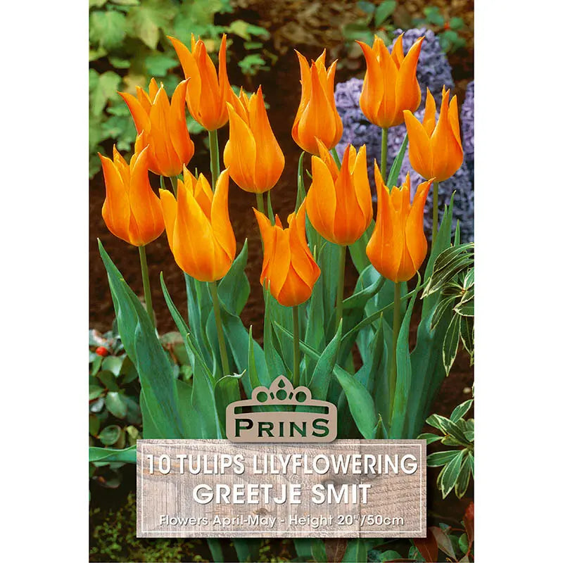 Tulip 'Greetje Smit' (10 bulbs) image 0