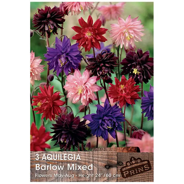 Aquilegia 'Barlow Mixed' (3 bulbs) image 0