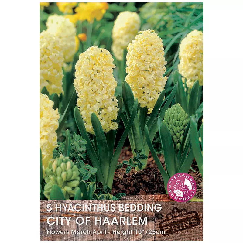 Hyacinth 'City Of Haarlem' (5 bulbs) image 0