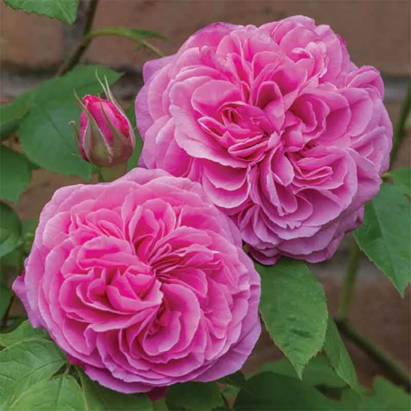 David Austin Gertrude Jekyll® English Shrub Rose (6-Litre Pot) image 0