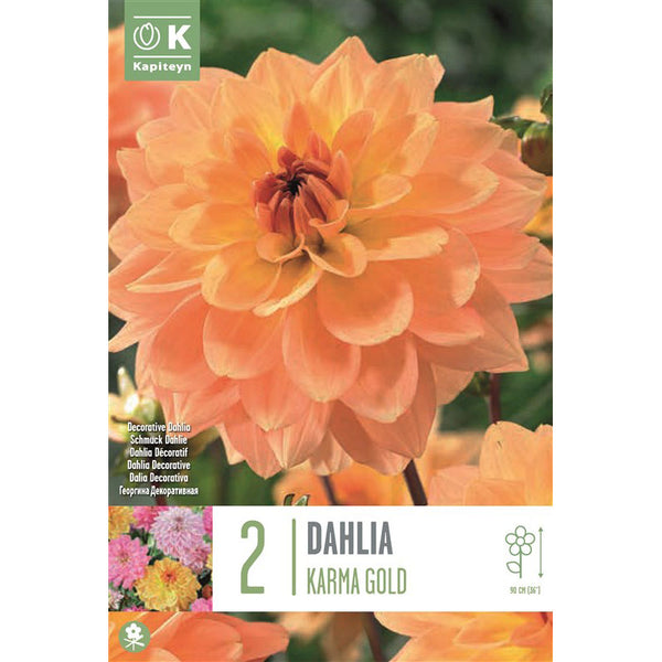 Dahlia Decorative Karma Gold (2 Tubers) image 0
