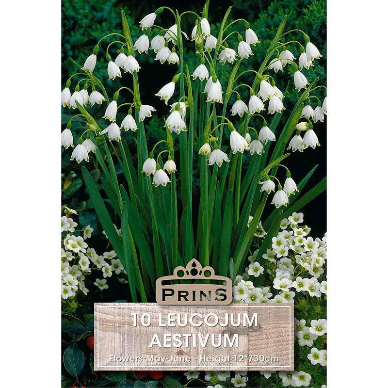 Leucojum aestivum (10 bulbs) image 0