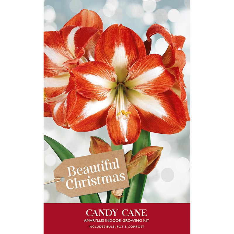 Amaryllis 'Candy Cane' (Premium Christmas Indoor Growing Kit Gift Pack) image 0