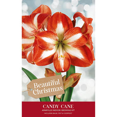Amaryllis 'Candy Cane' (Premium Christmas Indoor Growing Kit Gift Pack) image 0