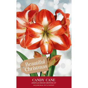 Amaryllis 'Candy Cane' (Premium Christmas Indoor Growing Kit Gift Pack) image 0