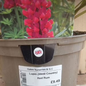 Lupin ‘Red Rum’ (2 litre pot) image 0