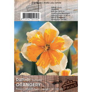 Narcissus butterfly ‘Orangery’ Daffodil (3kg Bag of Bulbs) image 0