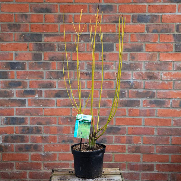 Cornus sericea 'Flaviramea' (3 litre pot) image 2