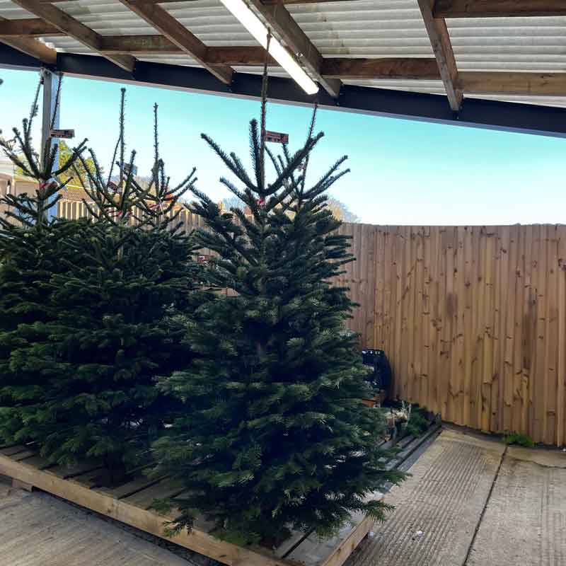 Needlefresh Nordman Fir Cut Slymshape Christmas Tree image 0
