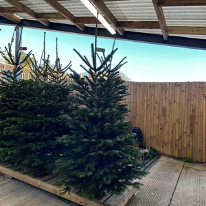 Needlefresh Nordman Fir Cut Slymshape Christmas Tree image 0