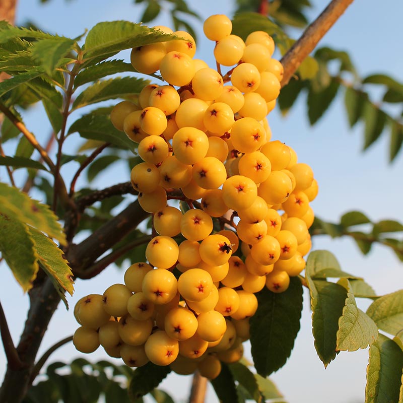 Sorbus 'Joseph Rock' Tree (Mountain Ash) (12-Litre Pot) image 0