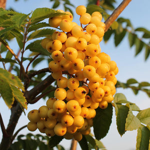 Sorbus 'Joseph Rock' Tree (Mountain Ash) (12-Litre Pot) image 0