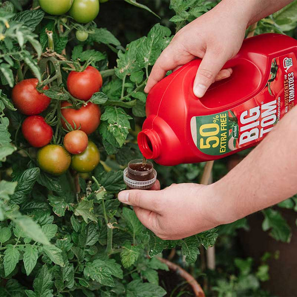 Big Tom Super Tomato Food 1.25L (+50% Extra Free) image 2
