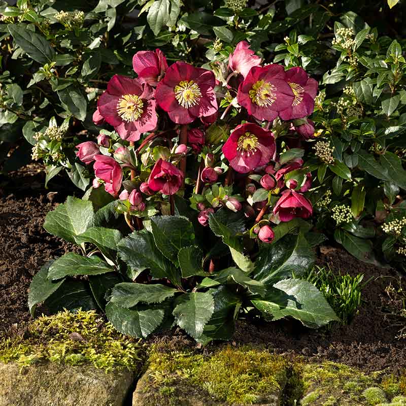 Helleborus ‘HGC Ice N’ Roses Bennotta’ (2-Litre Pot) image 0