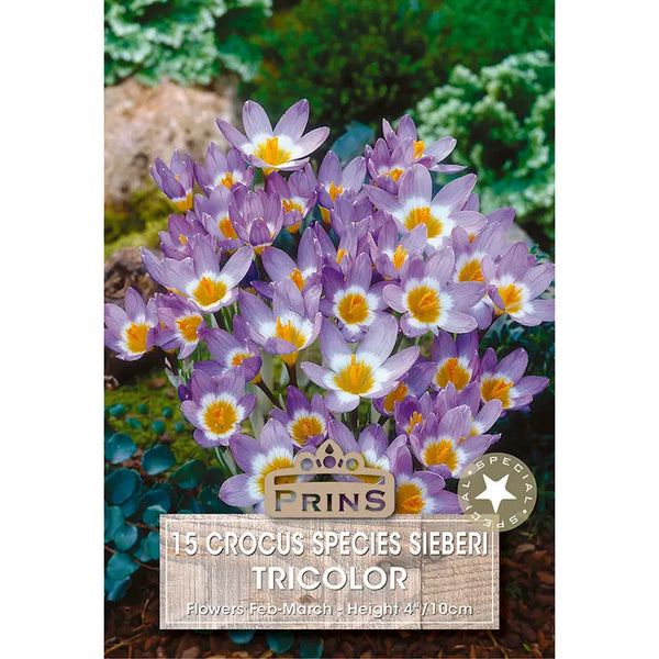 Crocus sieberi subsp. sublimis 'Tricolor' (15 bulbs) image 0