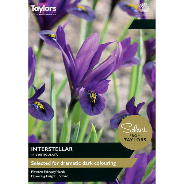 Iris reticulata ‘Interstellar’ (10 Bulbs) image 0