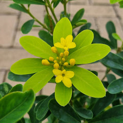Daphne gemmata ‘Royal Crown’ (17cm Pot) image 0