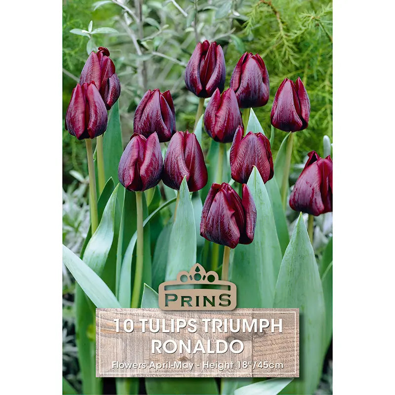 Tulip 'Ronaldo' (10 bulbs) image 0