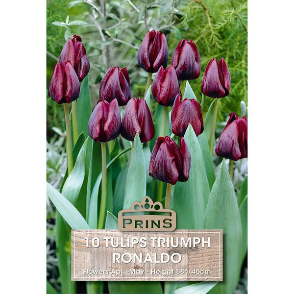 Tulip 'Ronaldo' (10 bulbs) image 0