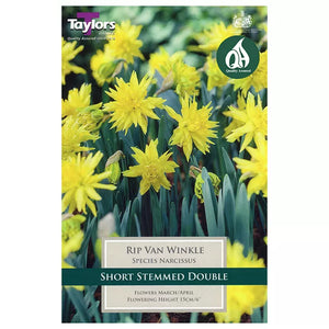 Narcissus 'Rip Van Winkle' Daffodils (7 Bulbs) image 0