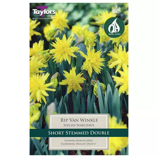 Narcissus 'Rip Van Winkle' Daffodils (7 Bulbs) image 0