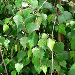 Betula utilis var. ‘Jacquemontii’ Tree (Himalayan Birch)(12-Litre Pot) image 0