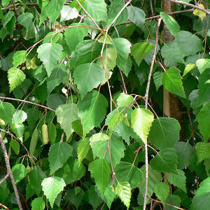 Betula utilis var. ‘Jacquemontii’ Tree (Himalayan Birch)(12-Litre Pot) image 0