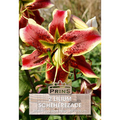 Lilium 'Scheherazade' (2 bulbs) image 0