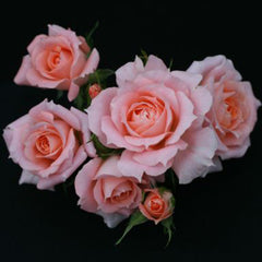 Whartons Roses ‘Flower Power’ Patio Rose (3-Litre Pot) image 0