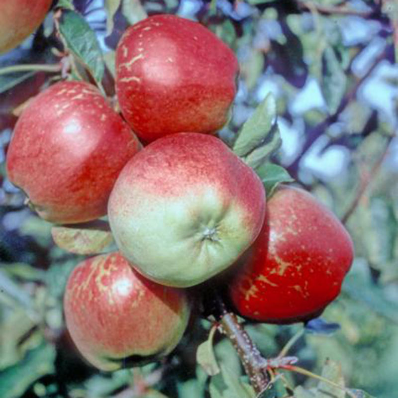 Malus domestica 'Kidd's Orange Red' Apple Tree (12-Litre Pot) image 0