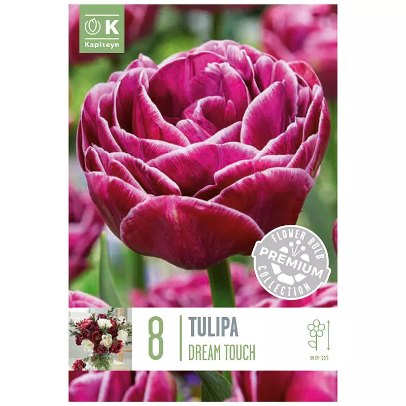 Tulip 'Dream Touch' (8 bulbs) image 0