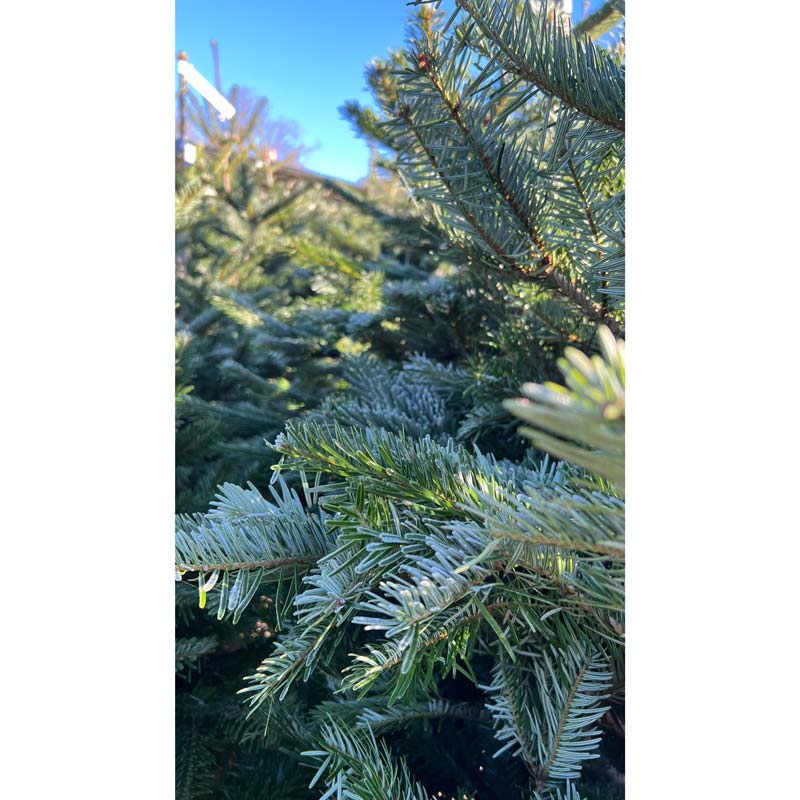Nordmann Fir Premium Cut Real Christmas Tree image 0