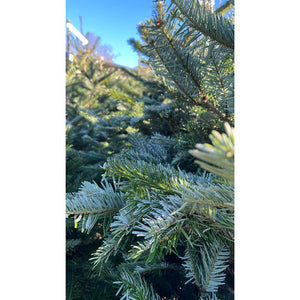 Nordmann Fir Premium Cut Real Christmas Tree image 1