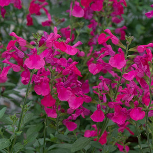 Salvia greggii 'Mirage Hot Pink' (2 litre pot) image 2