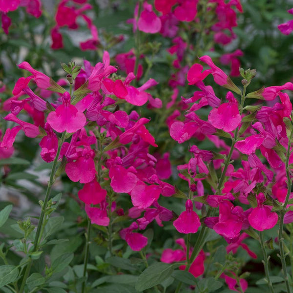 Salvia greggii 'Mirage Hot Pink' (2 litre pot) image 2