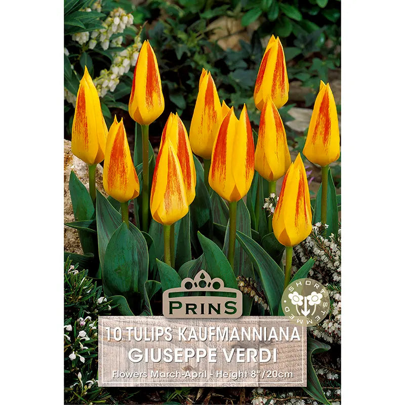 Tulip 'Giuseppe Verdi' (10 bulbs) image 0