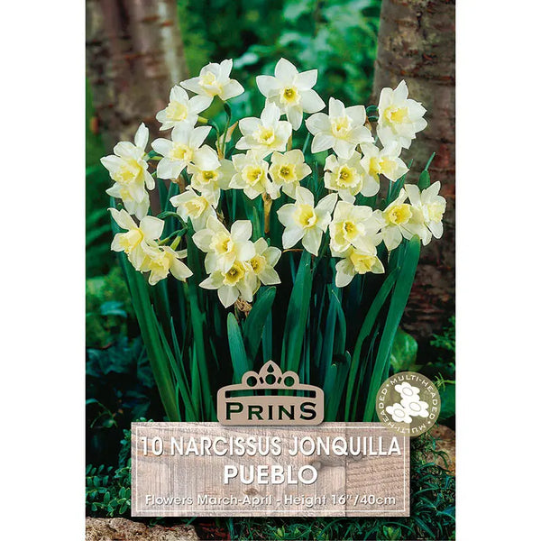 Narcissus 'Pueblo' (10 bulbs) image 0
