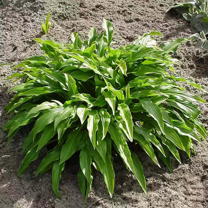Hosta 'Green Bag' image 0