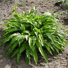 Hosta 'Green Bag' image 0