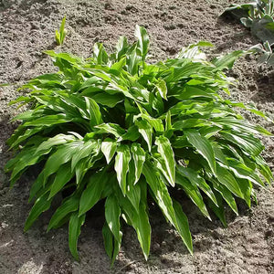 Hosta 'Green Bag' image 0