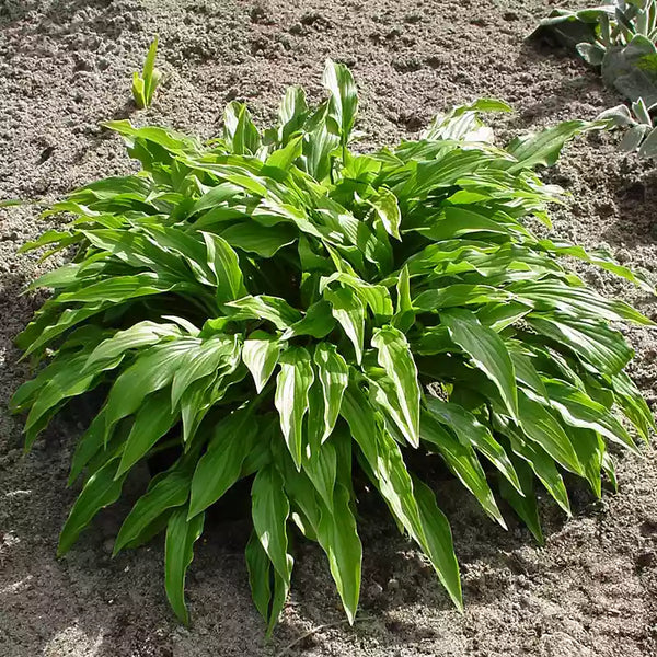 Hosta 'Green Bag' image 0
